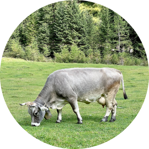 about__cow